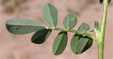  Leaf-Abaxial view